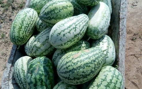 melons